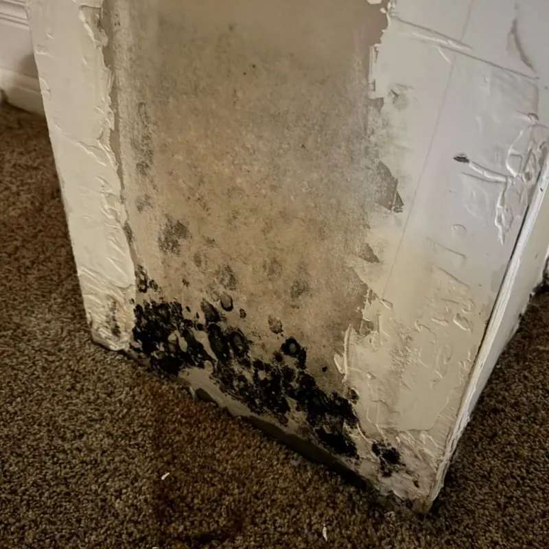 Professional Mold Removal in Belfast, ME